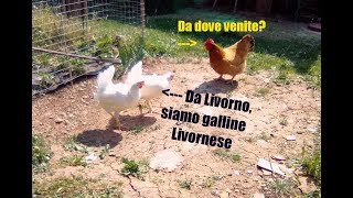 GALLINE LIVORNESI primo giorno nel nuovo pollaio di LIBERTA [upl. by Ahsikyw]