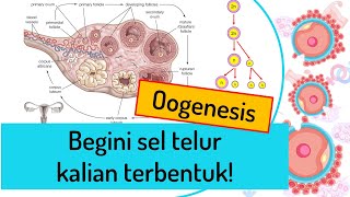 Oogenesis [upl. by Aivin]