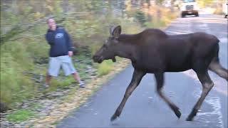 Hungry Moose Calf [upl. by Drue269]