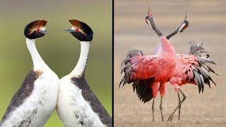 25 Birds With The Best Mating Dances In The World [upl. by Hnim173]