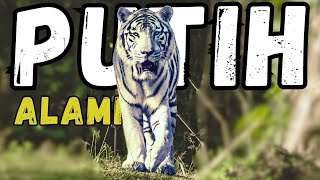 Keanggunan Sang Harimau Putih Benggala Yang Alami [upl. by Cathie]