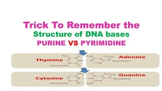 Easiest Trick to Remember structure of Nitrogenous bases of DNA Purines and Pyrimidines [upl. by Volotta]