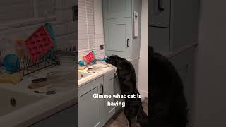 Gimme what cat is having [upl. by Polk]