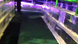 Gaylord Palms ICE Slide POV Orlando FL Christmas Ice Sculpture Display [upl. by Dilisio]