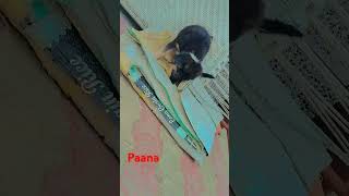 Paana vlogs khatarnaak h patti pattu🥰😜😜😈 [upl. by Maxy]