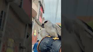 falcon falcons hunting pets animals arabic [upl. by Bax408]