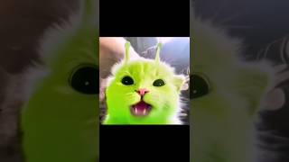 Top 5 Scary Cat meme [upl. by Enna]