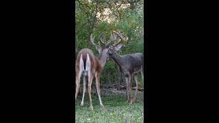 A rare melanistic buck Tall dark and very handsome [upl. by Kanor896]