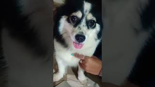 My pet dog 🐕 lucygerman speech her family youtubeshorts viral viralshort doglshortsviral [upl. by Onaivatco]