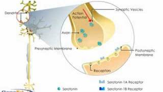 Serotonin Autoreceptors [upl. by Kliman]