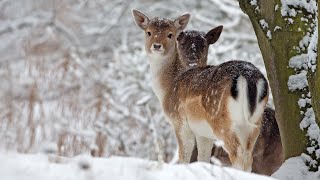 Beautiful Relaxing Music Peaceful Soothing Instrumental Music in 4k quotWinter Wildlifequot by Tim Janis [upl. by Akinat]