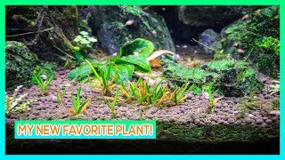 LITTORELLA UNILFORA  CARPETING AQUARIUM PLANT CARE GUIDE [upl. by Ayrotal]