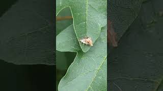 A camouflaged assassin  a Green Lacewing larva with commentary [upl. by Atnahsal]