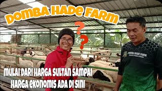 Domba Hade Farm Mulai Dari Harga Sultan Sampai Harga Ekonomis Ada di Sini [upl. by Auqenes]