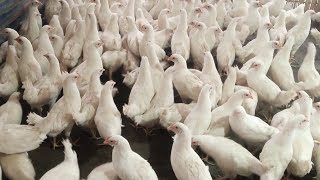 White leghorn layer murgi farm khasatkeretvorai thowa video Assam [upl. by Aekim]