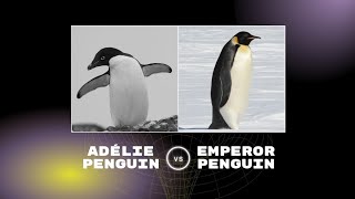 Adélie penguin vs Emperor penguin • Comparison of Facts [upl. by Cheadle]