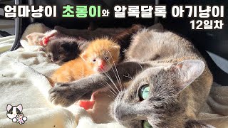 아기냥이들 눈 떴어요 초롱이와 알록달록 아기고양이 12일차 [upl. by Esinart777]