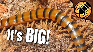 HUGE New Centipede Ethmostigmus rubripes [upl. by Eelta667]