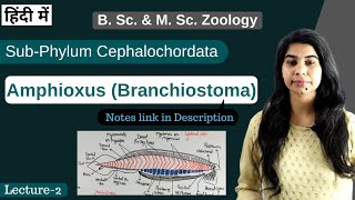 Amphioxus Branchiostoma  External amp internal morphology  In Hindi  B Sc amp M Sc Zoology [upl. by Favata]