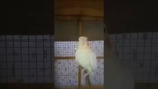 Jhonny 🥰 cockatielsinging cockatiel birds parrot cockatielsing cockatielsound cute pets [upl. by Lekim]