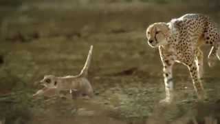 Hungry Cheetah Chases Meerkat [upl. by Odlavso697]