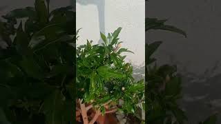 जास्वंद फ्लावर प्लांट टिप्स gardening flowers viralvideo shortvideo trending houseplant [upl. by Ybba]