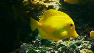 Yellow fish swimming among corals [upl. by Forester]