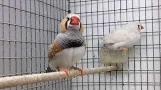 Zebra Finch Song in Slow Motion [upl. by Notserk]