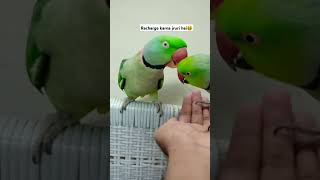 Recharge karna jruri hai😆 funny parrot funnyvideo shorts ytshorts funnyshorts skofficial [upl. by Notlrac442]