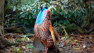 Temmincks tragopan Tragopan temminckii pheasant courtship display in full 60fps Jonathan Pointer [upl. by Holmes]