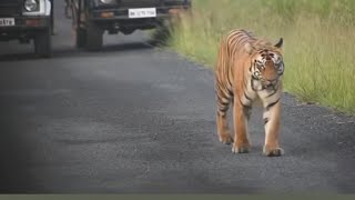 Choti Tara Female Tadobacamerarentaltadoba tadobanationalpark [upl. by Engen143]