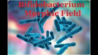 Bifidobacterium Morphic Field [upl. by Fabi]