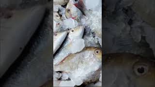 🌊🦐🦞🐠🐋 followers fishing highlights seaside jaffna youtubeshorts goviral [upl. by Ilan422]