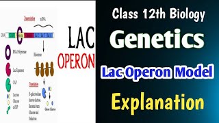 Lac Operon Model 👉🏻 GeneticsBoard And NEET Biology education board neet biology [upl. by Suirauqed]