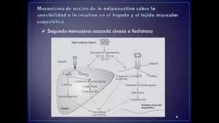 HORMONAADIPONECTINA [upl. by Aronle]