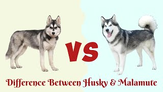 Siberian Husky VS Alaskan MalamuteWho is more Friendly [upl. by Gottlieb966]