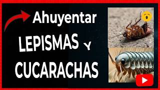 🔴 LEPISMA vs CUCARACHA ¿Cuál es el peor enemigo de tu hogar [upl. by Llehsor]