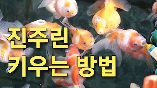 금붕어 전문가 직접 알려주는  진주린 키우기 방법 [upl. by Leonsis613]