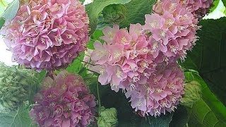 How to grow Dombeya plant care and flowers information [upl. by Ttam]