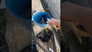 Estos peces casi se quedan sin agua… animales rescate rescue wildlife viral [upl. by Kacerek]