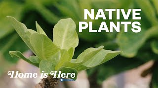 Native Hawaiian Plants  PBS HAWAIʻI [upl. by Aube]