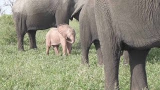 Pink Baby Elephant Spotted In Wild [upl. by Maurita]