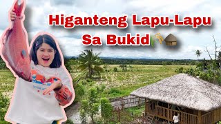 Nagluto kami ng gahiganteng LapuLapu dito sa bukid  Ka Mangyan Vlogs [upl. by Eimmac]