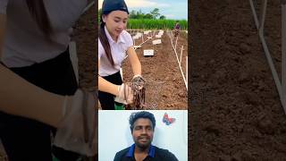 🤔மண்புழு விவசாயம்⁉️  Earthworm Farming🪱 trending vermicompost worm farming agriculture shorts [upl. by Batholomew]