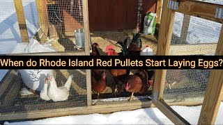 When do Rhode Island Red Pullets Start Laying Eggs [upl. by Nedlog]