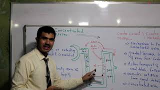 L6 Counter Current Mechanism Concentrated Urine formation [upl. by Yelrebmik]