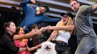 Whose Dog Is It  Lele Pons [upl. by Niroht]