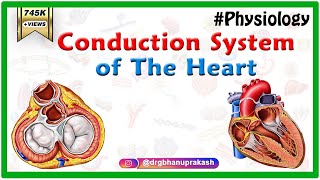 Conduction system of the heart  Sinoatrial node AV Node Bundle of His Purkinje fibers Animation [upl. by Cleave660]