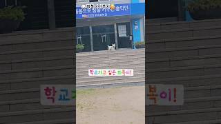 학교가고 싶은 댕댕이 westie 화이트테리어 puppy dog [upl. by Akin]