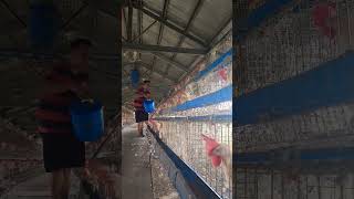 KUMIKITANG KABUHAYAN Layer Chicken Farming trending business kumikitangkabuhayan poultry [upl. by Anilok372]